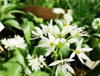 Allium ursinum: l’aglio degli orsi