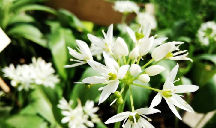 Allium ursinum: l’aglio degli orsi