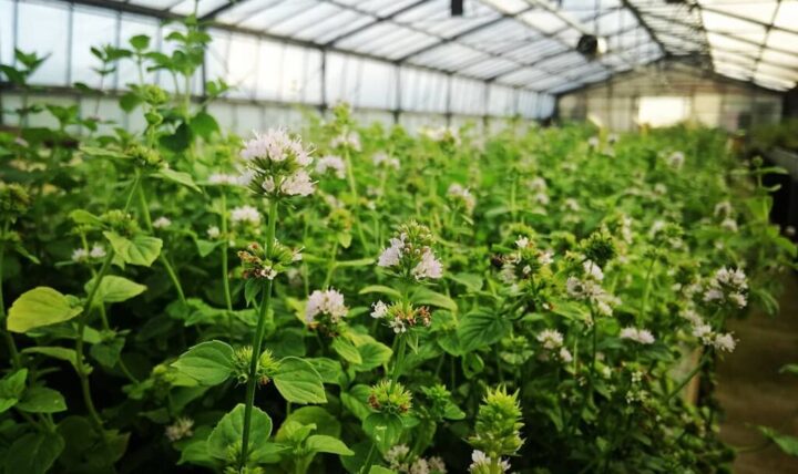 Pero las cebolletas no florecen, ¿verdad?