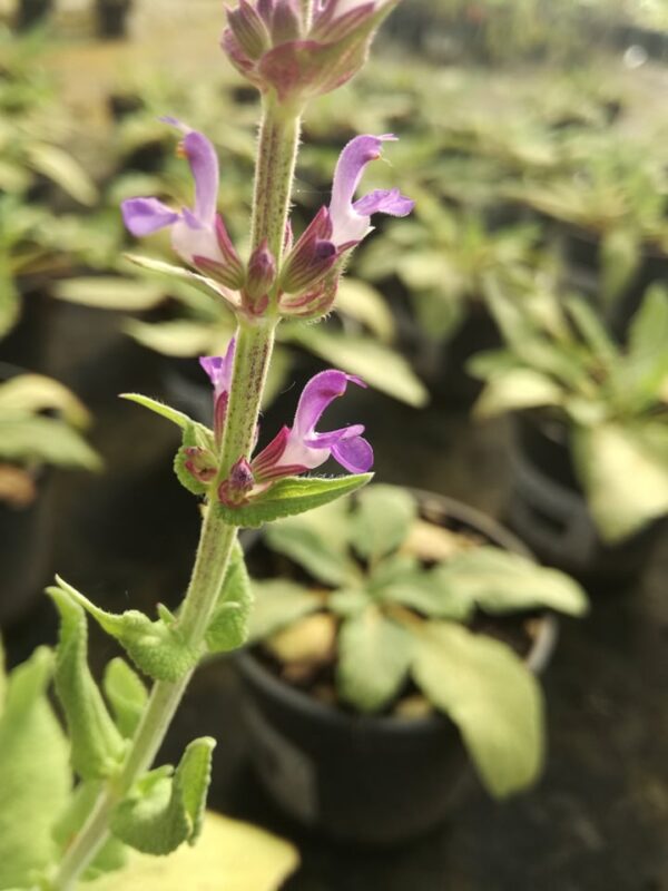 Salvia nemorosa flor morada orgánica | Producción y Venta Online de Plantas  Aromáticas Ecológicas - Geel Floriculture