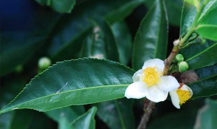 Sostenibilidad adaptada al té de hierbas: el proyecto Erbificio