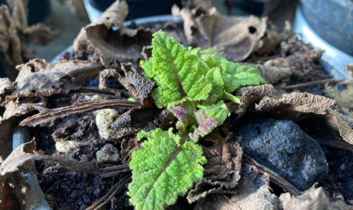 Il riposo invernale delle piante: sogno o son desta?