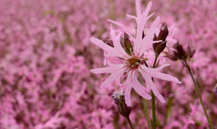 Let's start again with the spring exhibitions: calendar March 2022