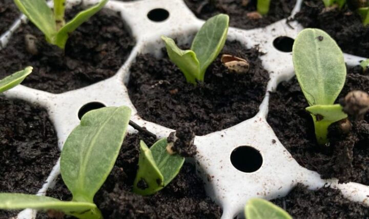 Es ist Zeit zu säen!