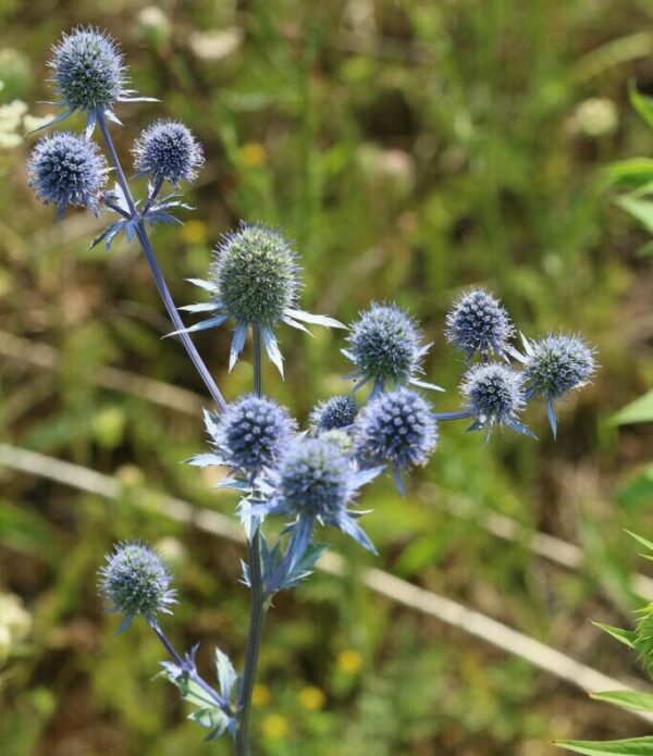 Organisches blaues Eryngium Produktion und OnlineVerkauf von Bio