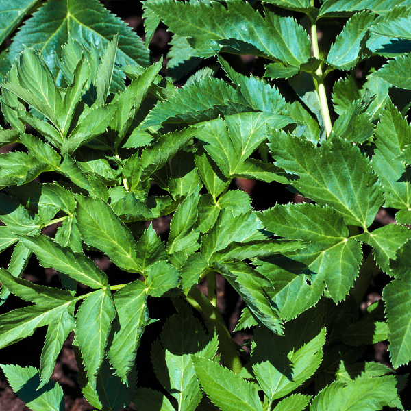 Anglique biologique | Production et vente en ligne de plantes aromatiques  biologiques - Geel Floriculture