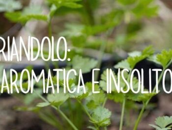 Il coriandolo: erba aromatica e insolito miele!