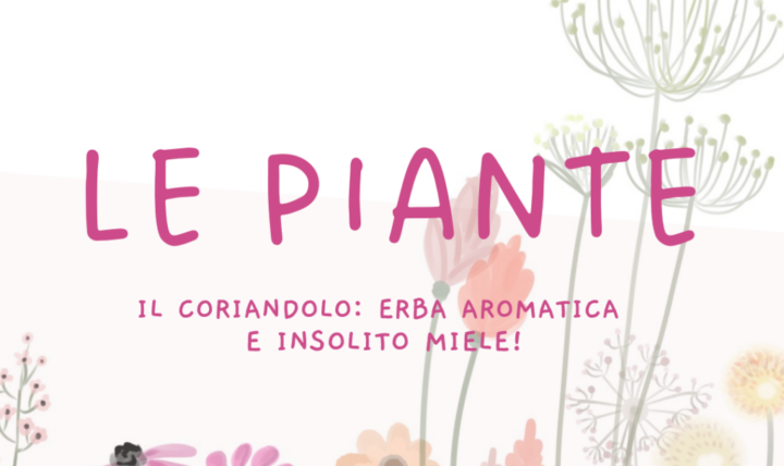Cilantro: ¡hierba aromática y miel inusual!