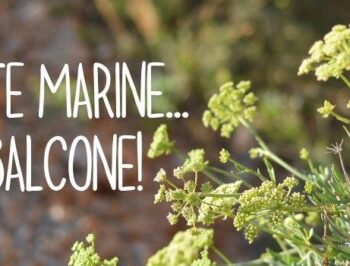 Piante marine anche sul balcone!