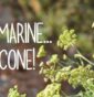 Piante marine anche sul balcone!