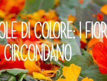 Trappole di colore: i fiori che ci circondano