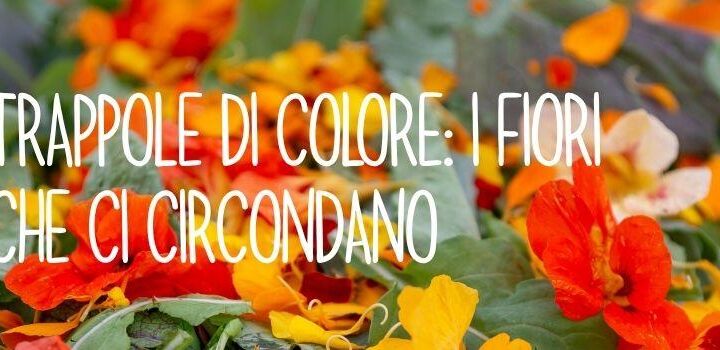 Farbfallen: die Blumen, die uns umgeben