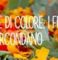 Trappole di colore: i fiori che ci circondano