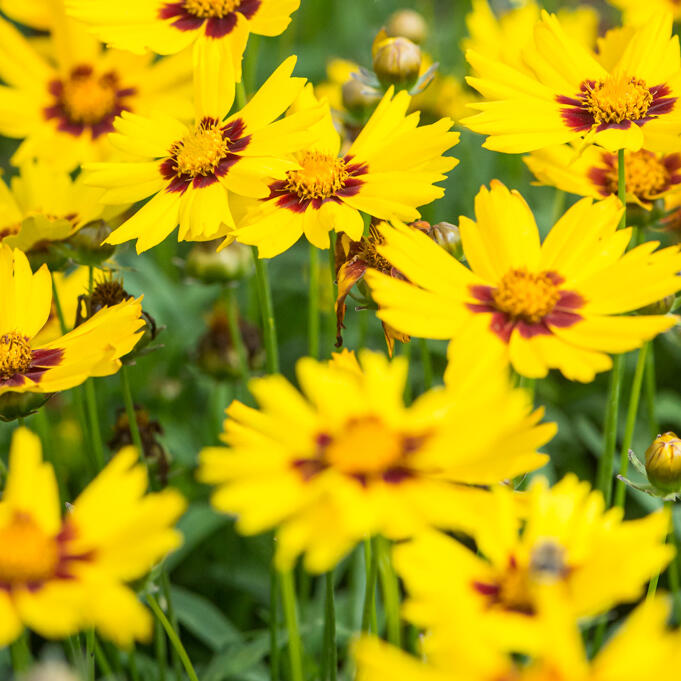 enfant soleil coréopsis