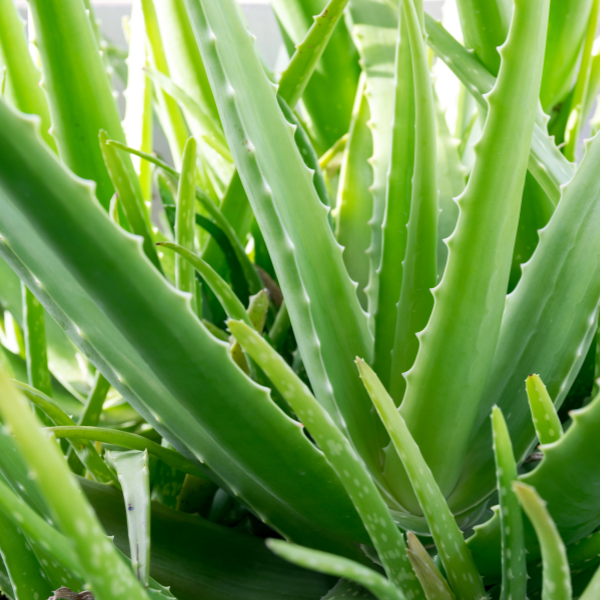 Aloe vera bio in vaso | Produzione e Vendita Online Piante Aromatiche  Biologiche - Geel Floricoltura