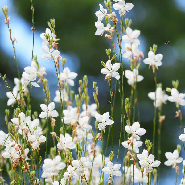White bee blossom