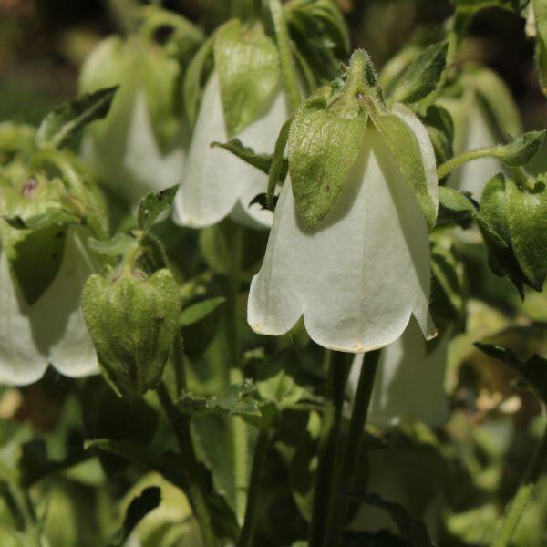 campanula bianca
