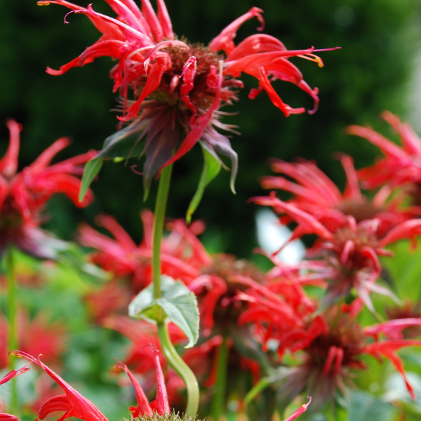 monarda