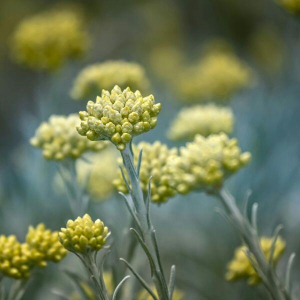 Curry plant
