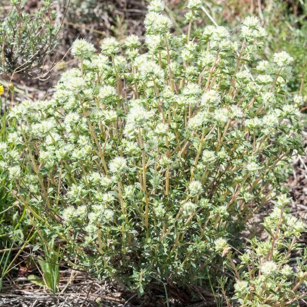 Spanish thyme or organic eucalyptus | Production and Online Sale of Organic  Aromatic Plants - Geel Floriculture