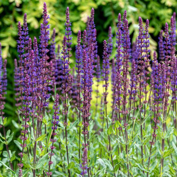 salvia viola