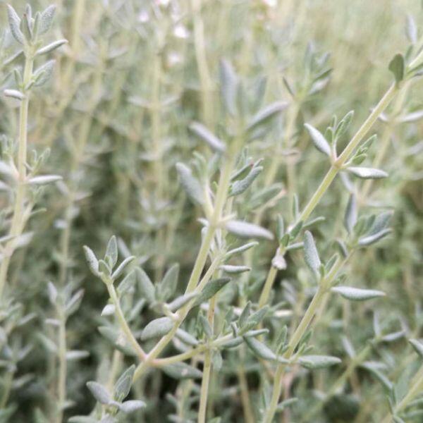 orange thyme