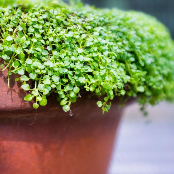 Corsican mint