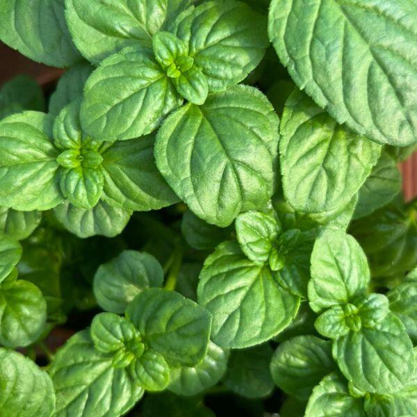 menta valdostana