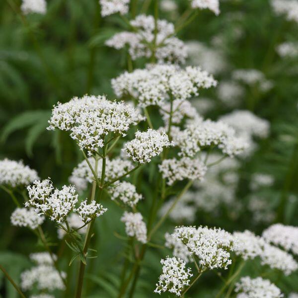 valeriana