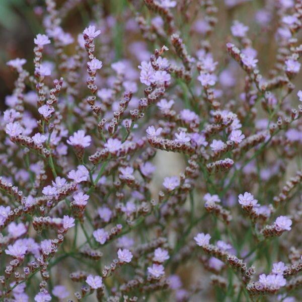 Limonium bellidifolium