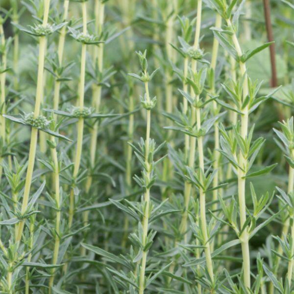 menta cervina