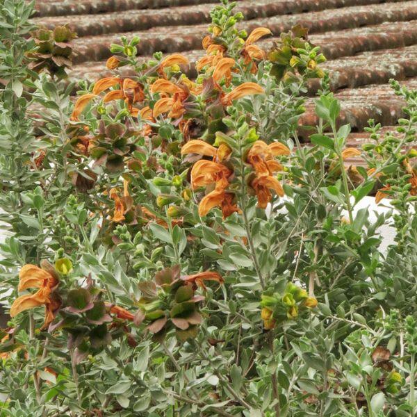 salvia africana-lutea