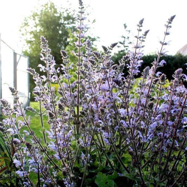 salvia shangri-la