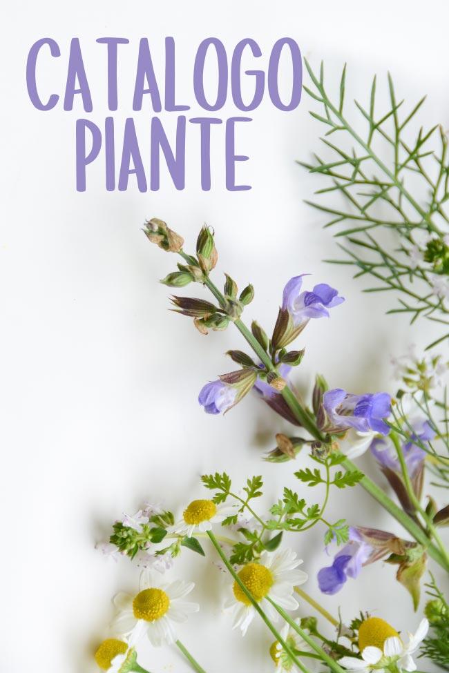 geel floricultura produzione e vendita piante aromatiche padova