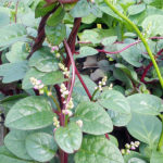 Geel Floricultura. Vivaio piante aromatiche officinali.