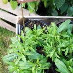 Geel Floricultura. Vivaio piante aromatiche officinali.