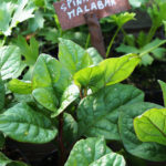 Geel Floricultura. Vivaio piante aromatiche officinali.