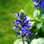 Geel Floriculture. Vivaio aromatic plants medicinal.