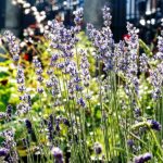 Geel Floricultura. Vivaio piante aromatiche officinali.