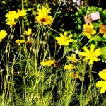 Geel Floricultura. Vivaio piante aromatiche officinali.