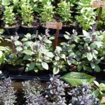 Geel Floricultura. Vivaio piante aromatiche officinali.