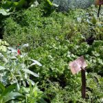 Geel Floricultura. Vivaio piante aromatiche officinali.