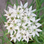 Geel Floricultura. Vivaio piante aromatiche officinali.