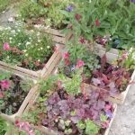 Geel Floricultura. Vivaio piante aromatiche officinali.