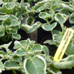 Geel Floricultura. Vivaio piante aromatiche officinali.