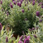 Geel Floricultura. Vivaio piante aromatiche officinali.