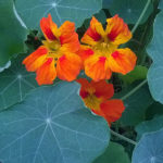 Geel Floricultura. Vivaio piante aromatiche officinali.