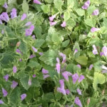 Geel Floricultura. Vivaio piante aromatiche officinali.