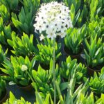 Geel Floricultura. Vivaio piante aromatiche officinali.