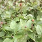 Geel Floricultura. Vivaio piante aromatiche officinali.